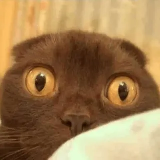 Забавные животные (@safthome) telegram stickers