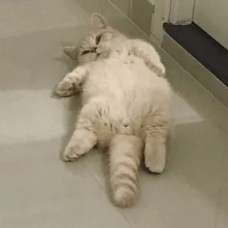 Забавные животные (@safthome) telegram stickers