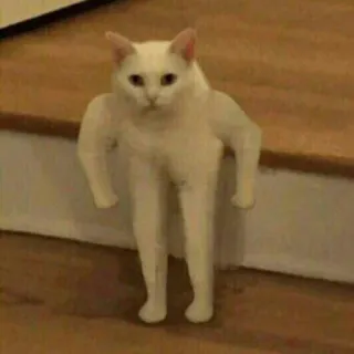 😡 91808aac kucing, berotot, lucu, hewan, meme, photoshop telegram sticker