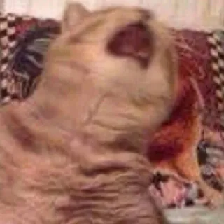 Забавные животные (@safthome) telegram stickers