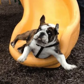 Забавные животные (@safthome) whatsapp stickers