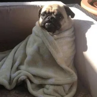 😐 b0700023 anjing, pug, selimut, imut, hewan peliharaan, hewan telegram sticker