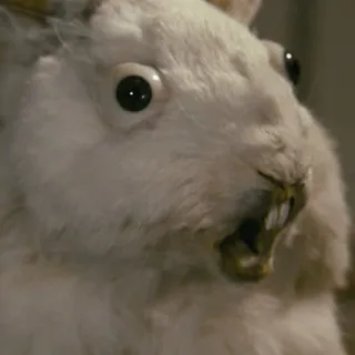 😯 b141b047 binatang, kelinci, gigi, takut, putih telegram sticker