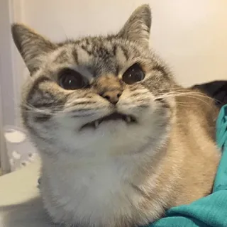 😝 b181f770 kucing, marah, lucu, meme, hewan peliharaan, binatang telegram sticker