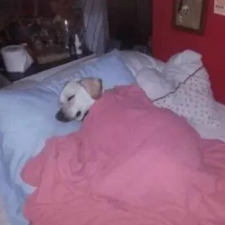 😴 b25da539 anjing, tidur, tempat tidur, hewan peliharaan, binatang, lucu telegram sticker