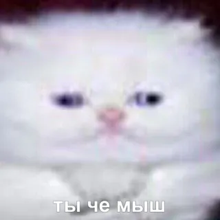 🙄 bd70bb74 ТЫ ЧЕ МЫШ kucing, meme, hewan, lucu telegram sticker