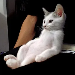 😤 cb8317e6 kucing, anak kucing, putih, hewan, imut, duduk telegram sticker