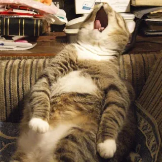 🙄 ce62e55d kucing, menguap, malas, hewan, peliharaan, domestik telegram sticker