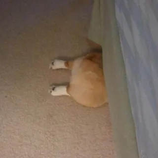 Забавные животные (@safthome) whatsapp stickers