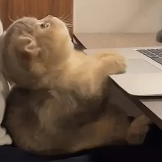 😤 0a53fa22 gato, portátil, mascota, animal, lindo, gracioso whatsapp sticker