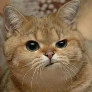 🥴 3ee34252 gato, animal, mascota, meme, divertido, gruñón whatsapp sticker