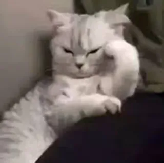 🤔 5dbb3f0c gato, gesto ofensivo, dedo corazón whatsapp sticker