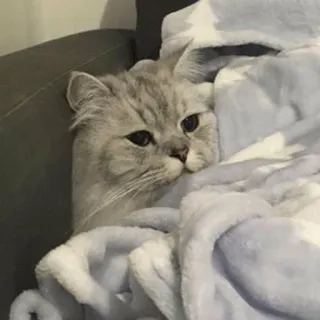 😴 69867813 gato, mascota, manta, lindo, animal, gato doméstico, gris whatsapp sticker