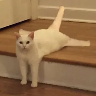 😐 6d38d12e gato, gato blanco, animal, gato doméstico, mascota, gracioso whatsapp sticker