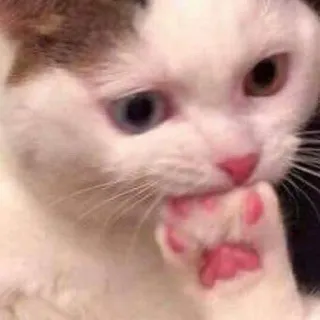 😶 7c4da705 gato, animal, mascota, gato blanco, gato de ojos dispares, lamiendo pata whatsapp sticker