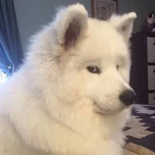 😏 843daf6f perro, samoyedo, perro blanco, lindo, mascota, animal whatsapp sticker