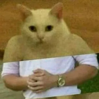 👊 85cafd0f gato, persona, híbrido, meme whatsapp sticker