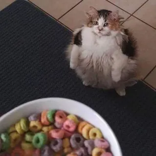 🥣 91141f11 gato, gatito, cereal, divertido, lindo, comida whatsapp sticker