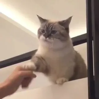 🤛 953e36be gato, animal, mascota, apretón de manos whatsapp sticker