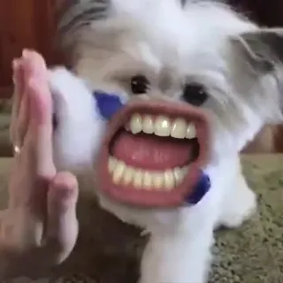 👊 987b9692 perro, animal, diversión, meme, raro, gracioso, dientes, mano whatsapp sticker