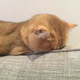 😴 9d907da3 gato, animal, durmiendo, mascota, gato doméstico whatsapp sticker