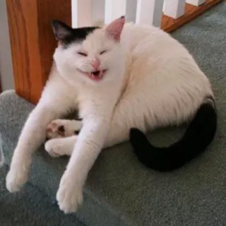 😆 a3ce450d gato, animal, mascota, escaleras, gato doméstico, gato sonriente whatsapp sticker