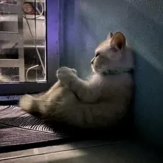 😒 c05c2415 gato, mascota, animal, ventana, gatito, sentado whatsapp sticker