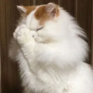 🙏 c8ebb95c gato, animal, esponjoso, mascota, gato blanco, lindo whatsapp sticker