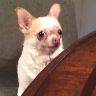 😨 c9df52c2 chihuahua, perro, animal, mascota, lindo, meme whatsapp sticker