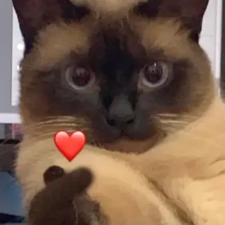 🥰 cf3de573 gato, animal, lindo, dedo corazón, ofensivo whatsapp sticker