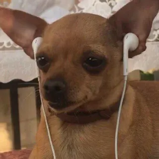 🎧 cfc66375 perro, chihuahua, auriculares, música, lindo, animal, mascota whatsapp sticker