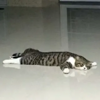 😴 d07b373c gato, animal, animal doméstico, mascota, felino whatsapp sticker