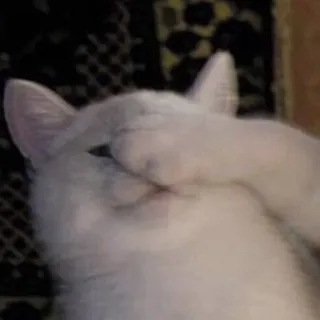 🤛 d1a26bb7 gato, animal, lindo, mascota, gato blanco, escondido, facepalm whatsapp sticker