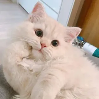 🤔 d1d80fc9 gato, gatito, animal, mascota, lindo, esponjoso whatsapp sticker