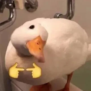 ☺️ d7e822e1 pato, animal, pájaro, meme, dedos, tímido whatsapp sticker