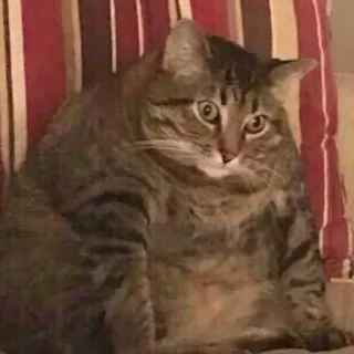 😟 e4b9d7ed gato, animal, mascota, gato doméstico, gato atigrado whatsapp sticker