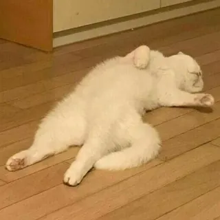 😴 e69e724c gato, gato blanco, durmiendo, animal doméstico, mascota, animal whatsapp sticker