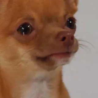 🥺 f4da6361 perro, chihuahua, animal, mascota, lindo, perro pequeño whatsapp sticker