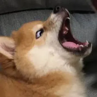 😲 f8f01b71 perro, corgi, animal, mascota, bostezando, boca abierta whatsapp sticker