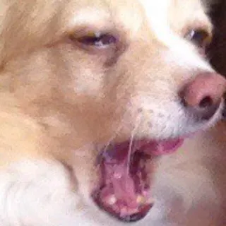 😴 f97b23d2 perro, animal, bostezando, animal doméstico, somnoliento whatsapp sticker