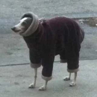 😣 fe34cf20 perro, animal, ropa, mascota, galgo, abrigo whatsapp sticker