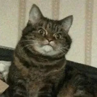 😠 14341cc9 Katze, lustig, Meme, Tier, Haustier, geschockt, überrascht telegram sticker