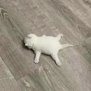 😮‍💨 14866937 kätzchen, katze, tier, haustier, weiße katze, süß telegram sticker