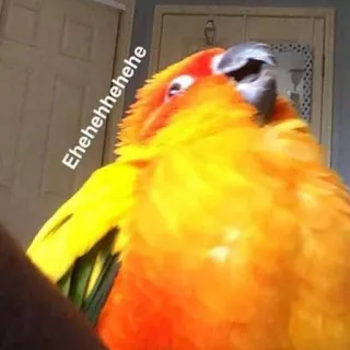 😁 24f09f79 Ehehehehehehe Vogel, Papagei, Tier, Gelb, Orange telegram sticker