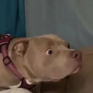 Забавные животные 3 (@safthome) telegram stickers