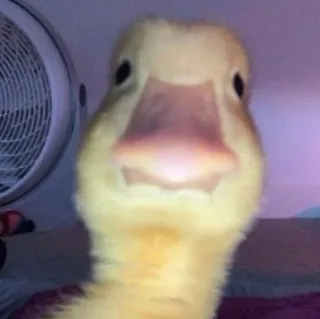 😐 335814e6 Ente, Vogel, Tier, süß, gelb telegram sticker
