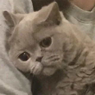 😮‍💨 45704035 Katze, Haustier, Kätzchen, Tier telegram sticker