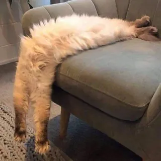 Забавные животные 3 (@safthome) telegram stickers