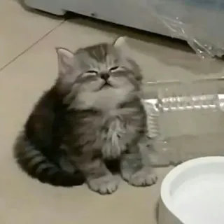 ☺️ 54c0a4a6 Kätzchen, Katze, süß, Tier, Haustier telegram sticker