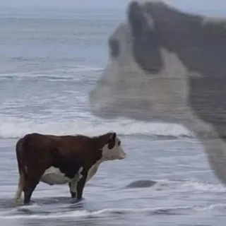 😒 6191218b Kuh, Strand, Ozean, Tier, Natur, Wasser telegram sticker